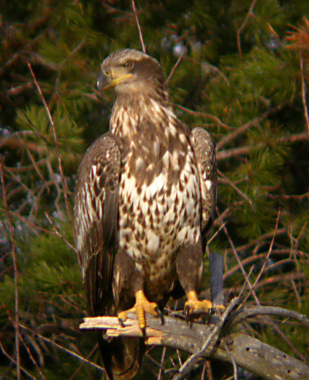 JUVENILE EAGLE