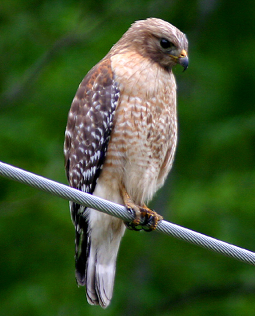 RED SHOULDERED HAWK
