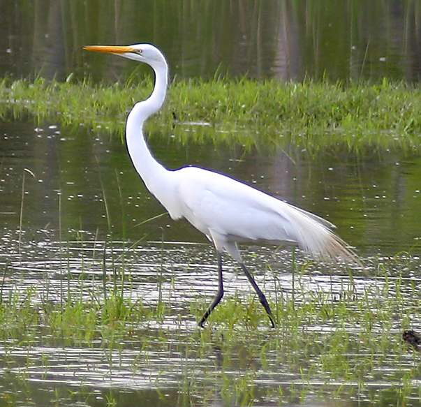 EGRET