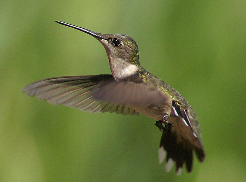 HUMMER