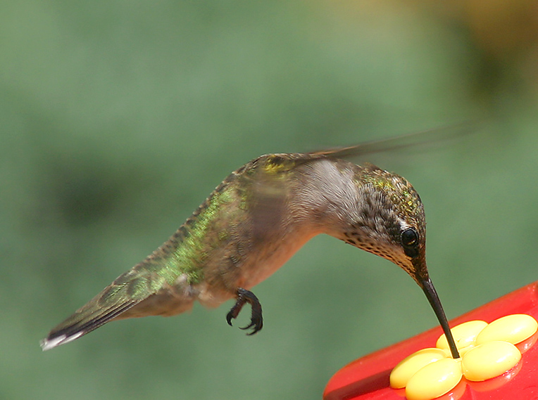 HUMMER PART DEUX