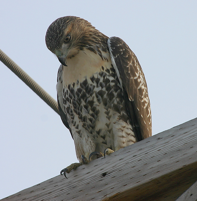 REDTAIL