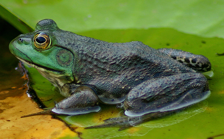 MACRO FROG