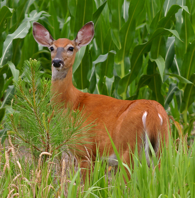 Whitetail