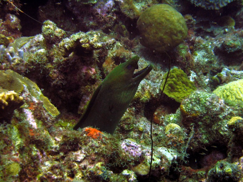 Moray Eel