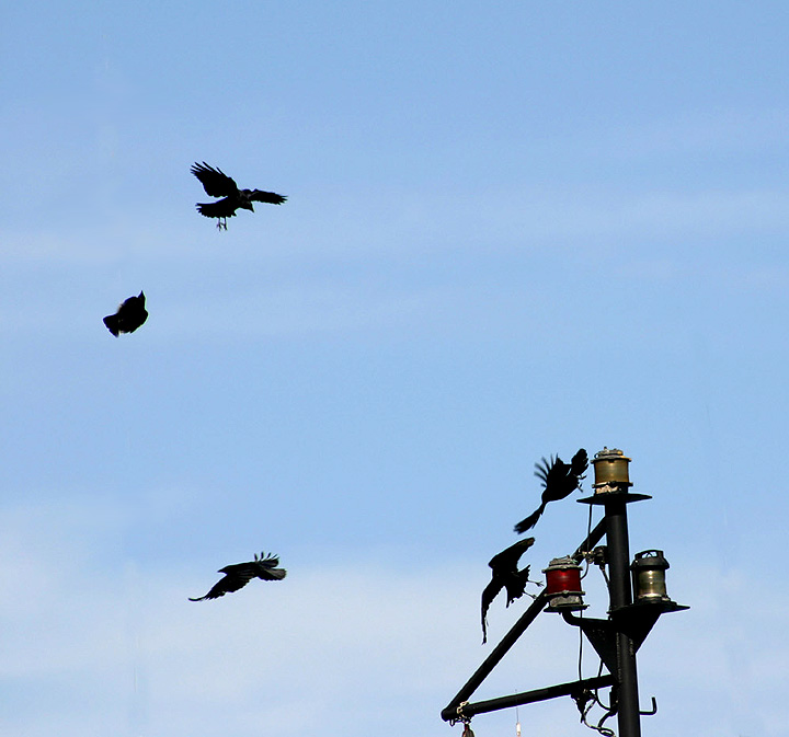 Crows: a study in motion