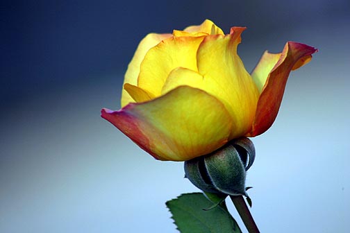 Big Stick Rose