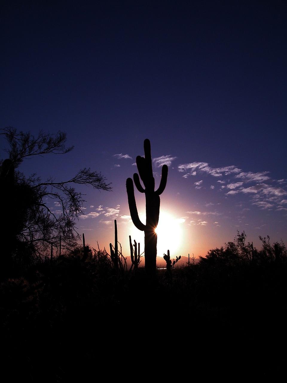 Saguaro Cactus Sunset