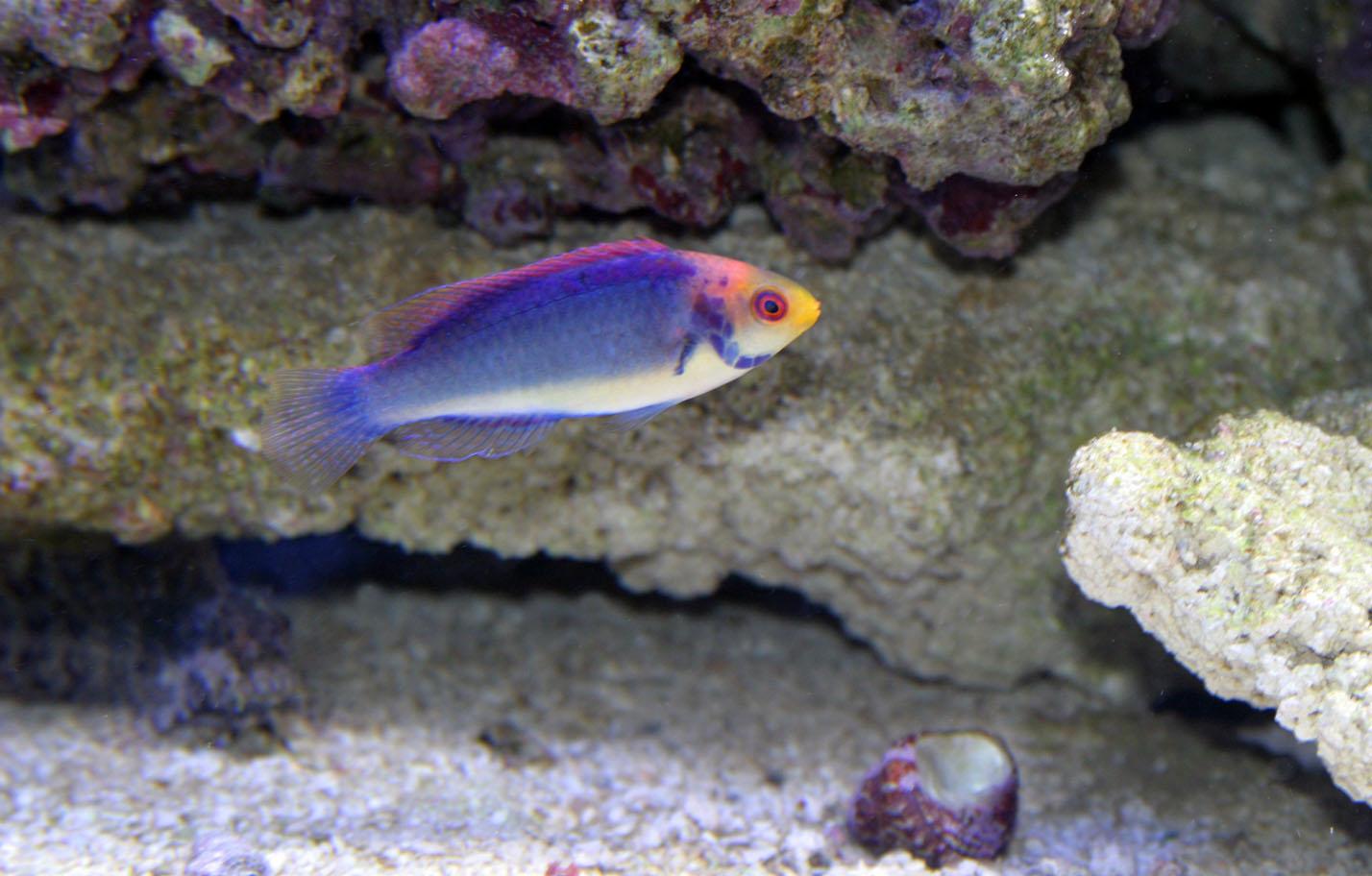 Solar Wrasse