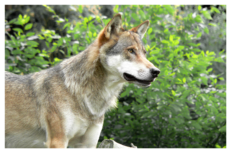 Alpine Wolf