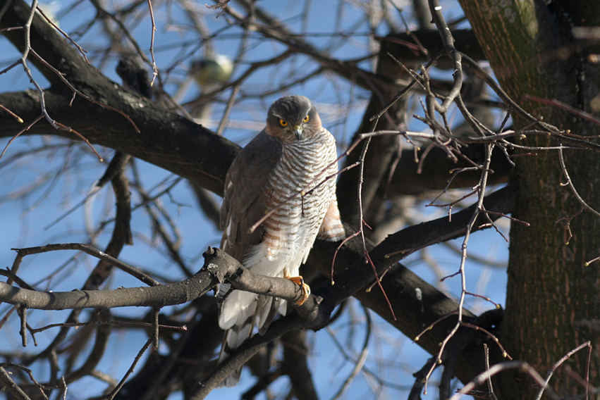 Accipiter nisus