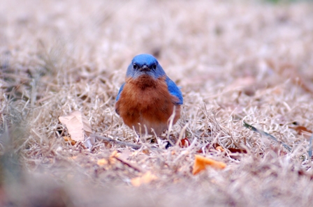 Eastern Blue Head On