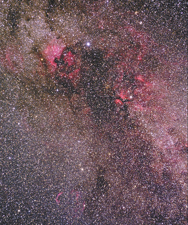 Cygnus