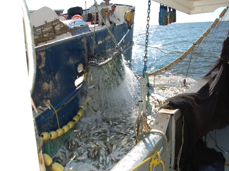 brailing the fish