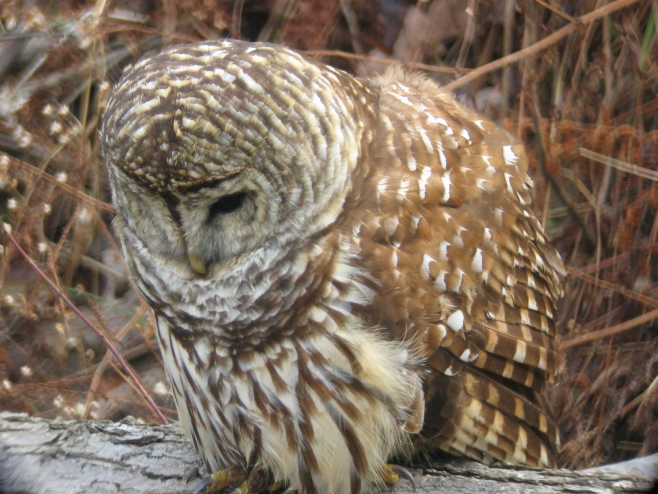 Barred Owl