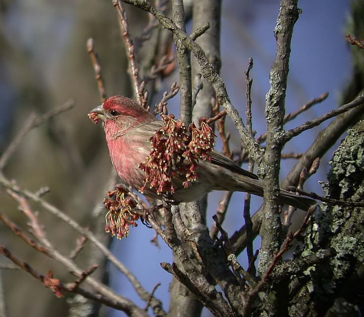 House Finch
