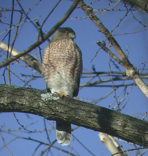 Coopers Hawk