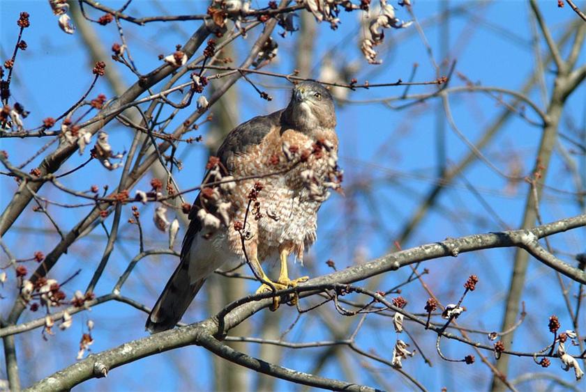 Coopers Hawk