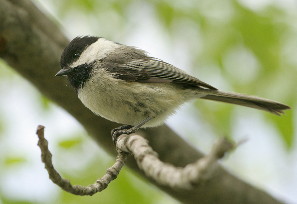 Black Capped Chickadee