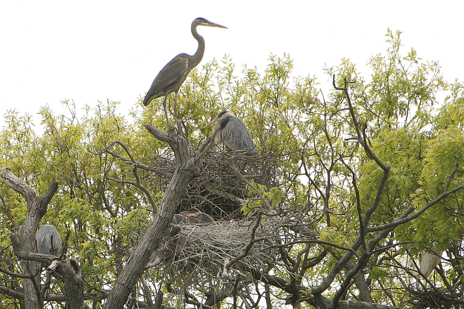 Nesting Herrons