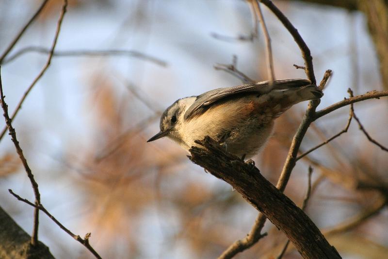 White Breasted Nuthatch