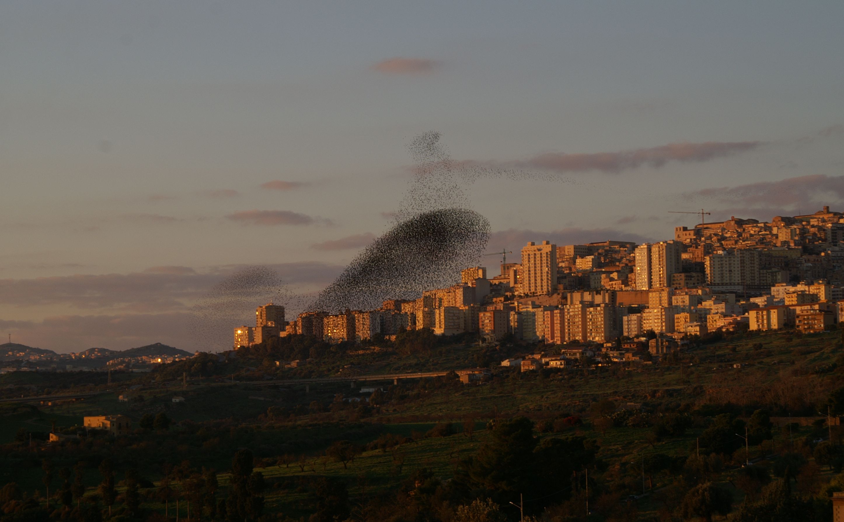 Swallows over Agrigento
