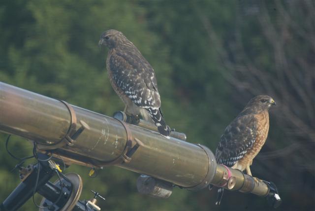 Red Shouldered Hawks