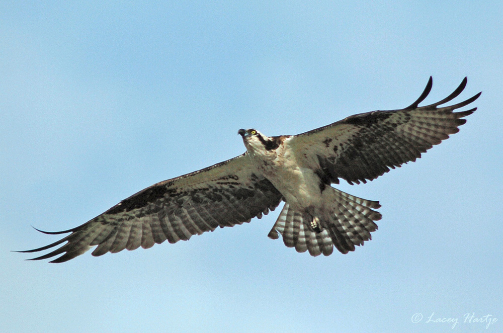 Coming home to roost.