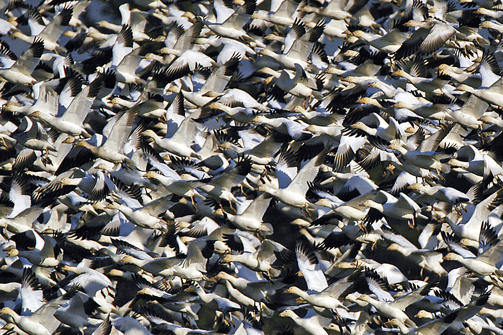 Traffic Jam.