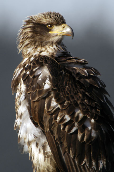 Juvenile Bald Eagle