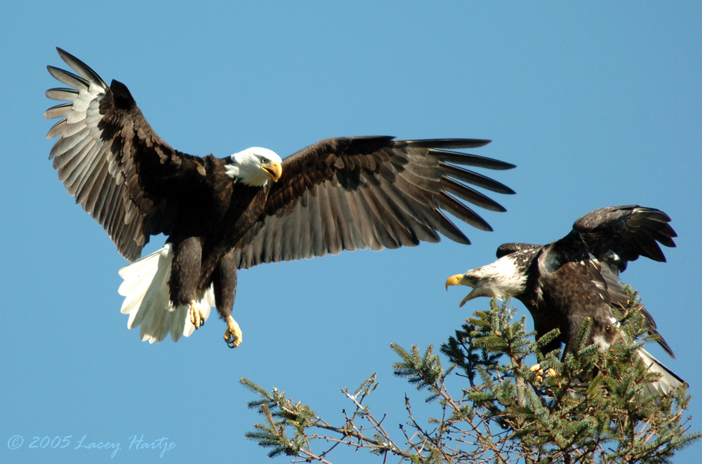 Bald Eagle Dispute.