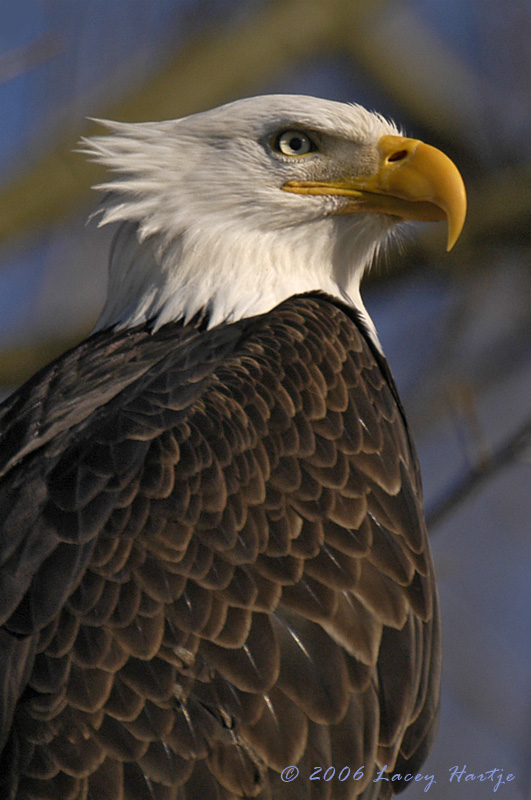 Classic Bald Eagle