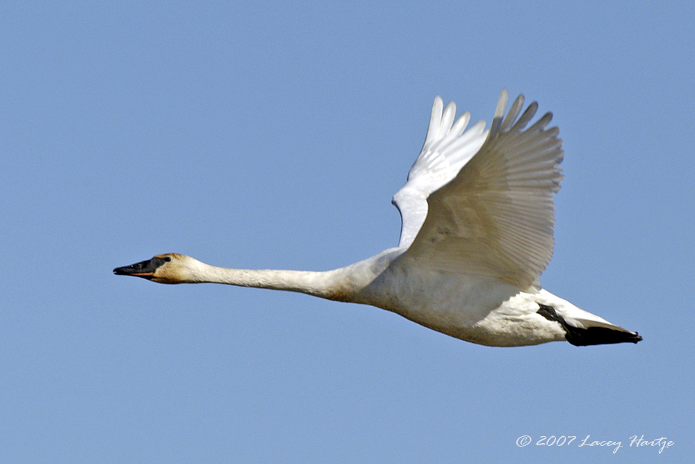Trumpeter Swan