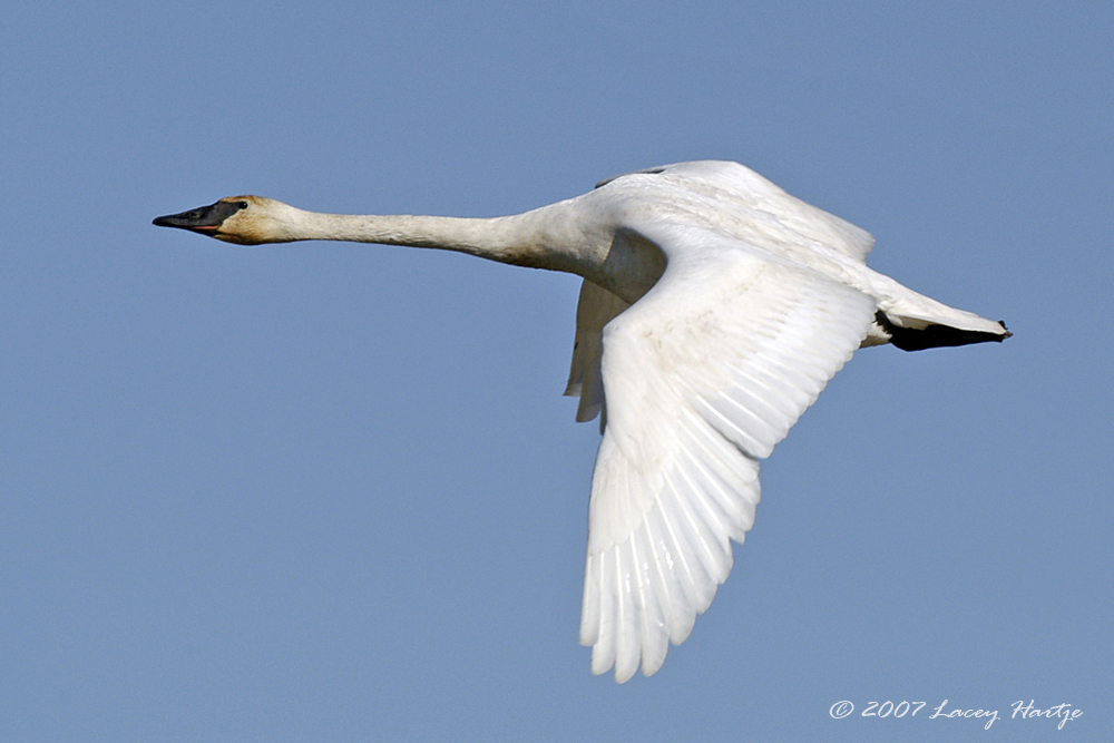 Trumpeter Swan