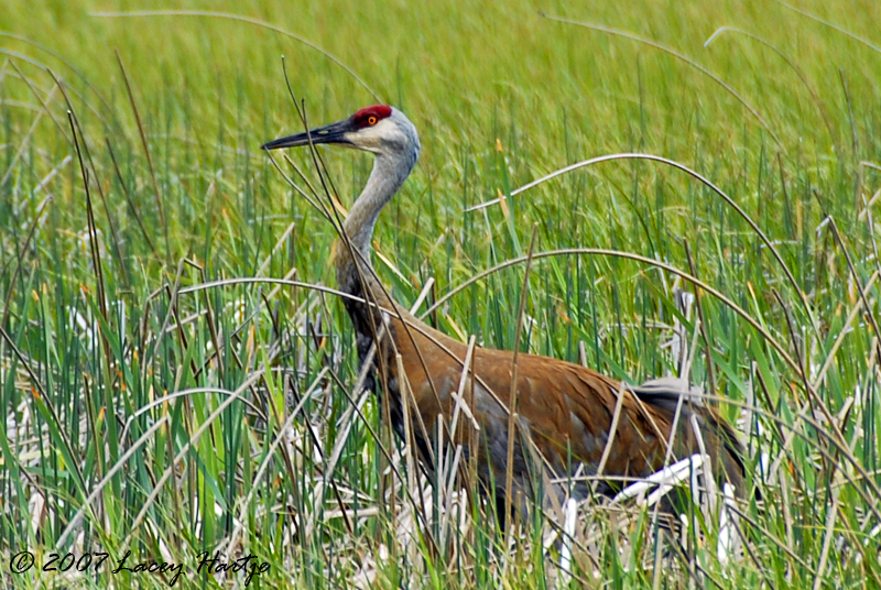 Sandhill Crane
