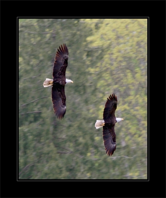 Eagles image