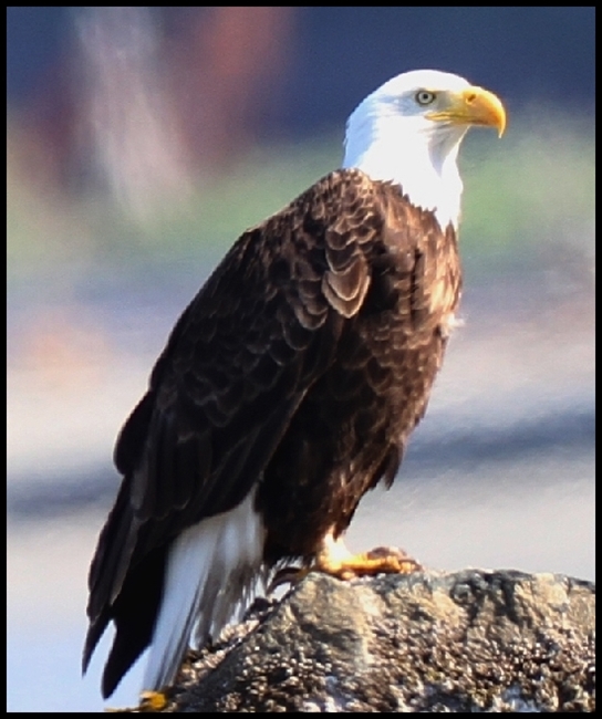 Bald Eagle Through Takahashi FS 102 image