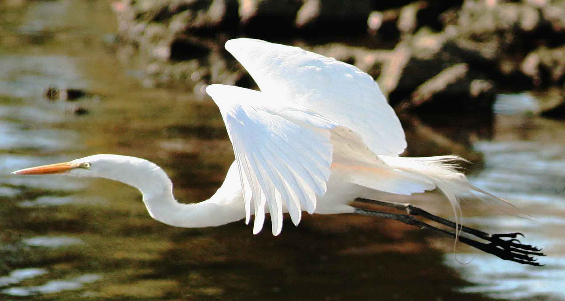 egret in flight