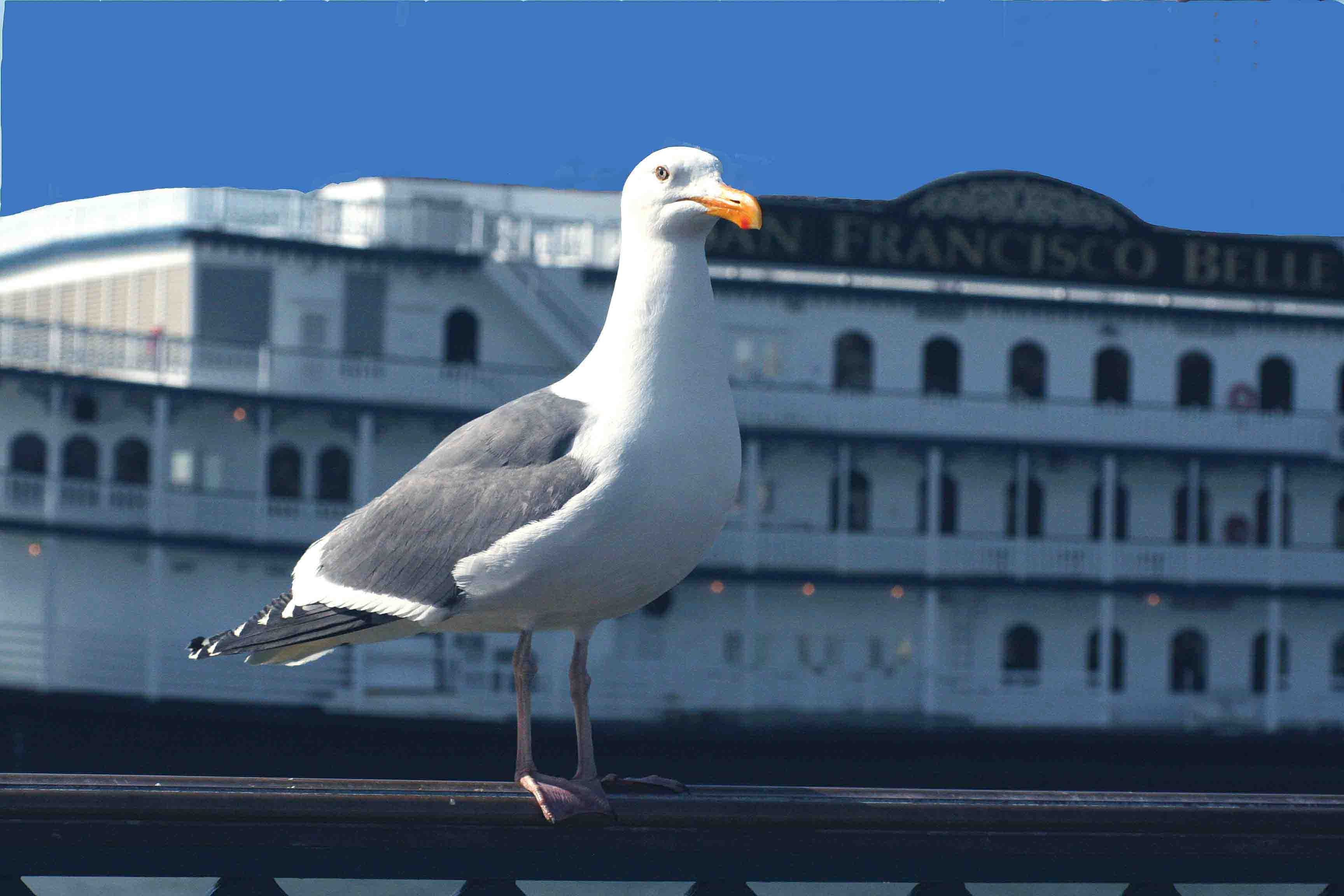 San Francisco Belle