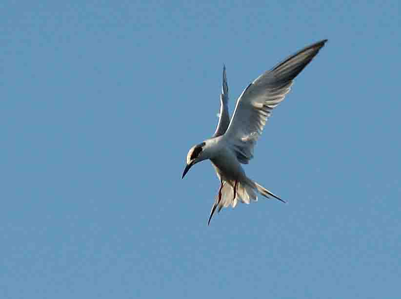 Forsters Tern