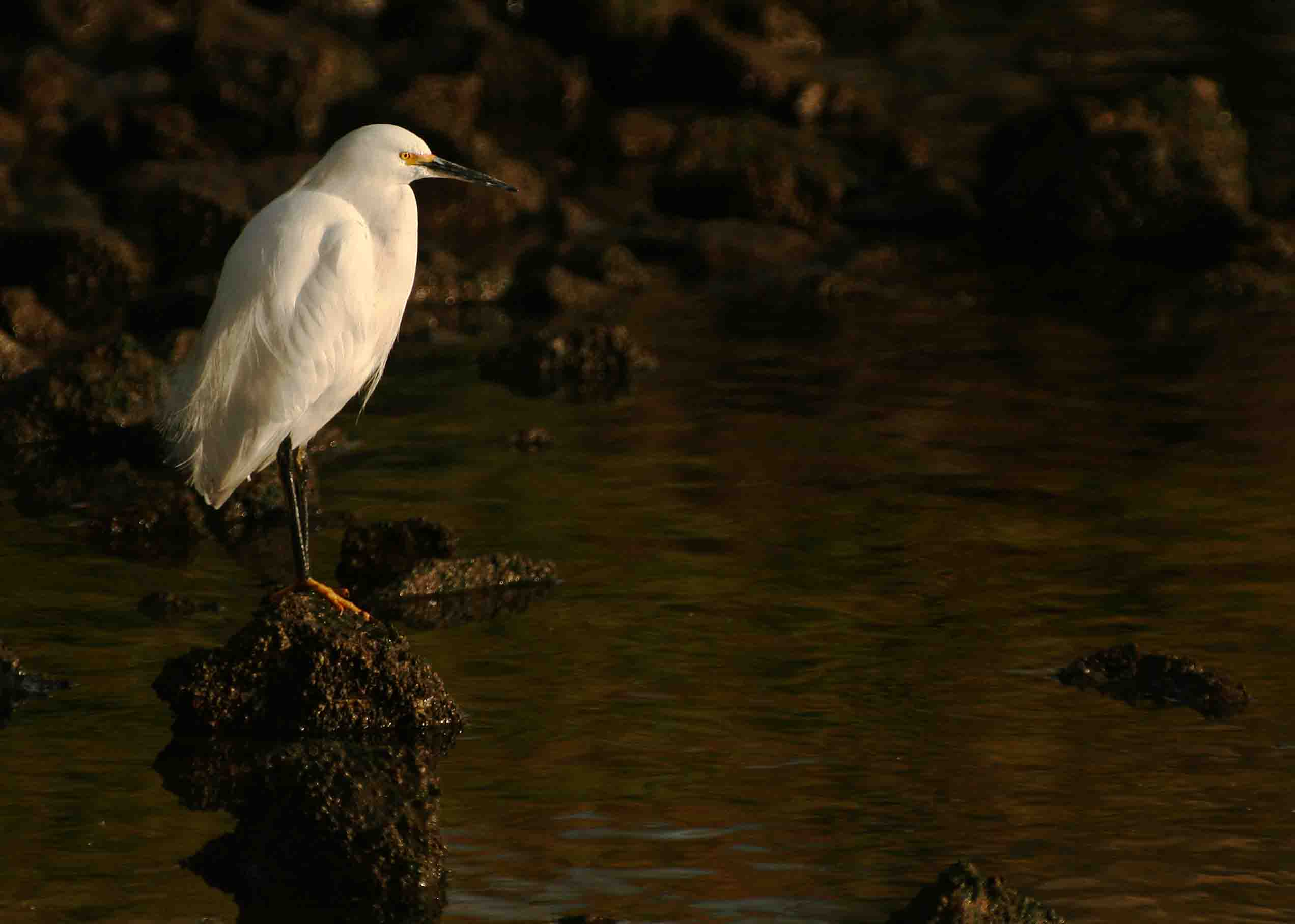 Snowy Egret