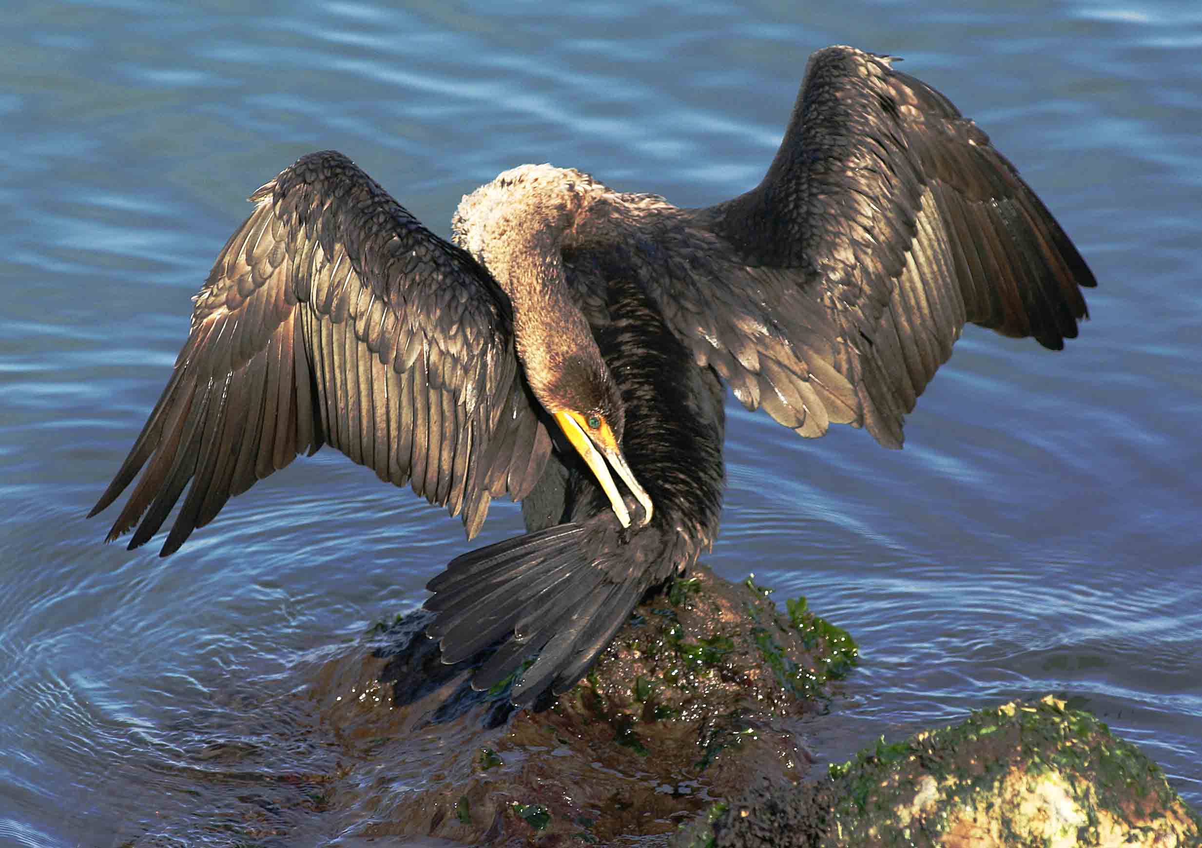 Double Breasted Cormorant