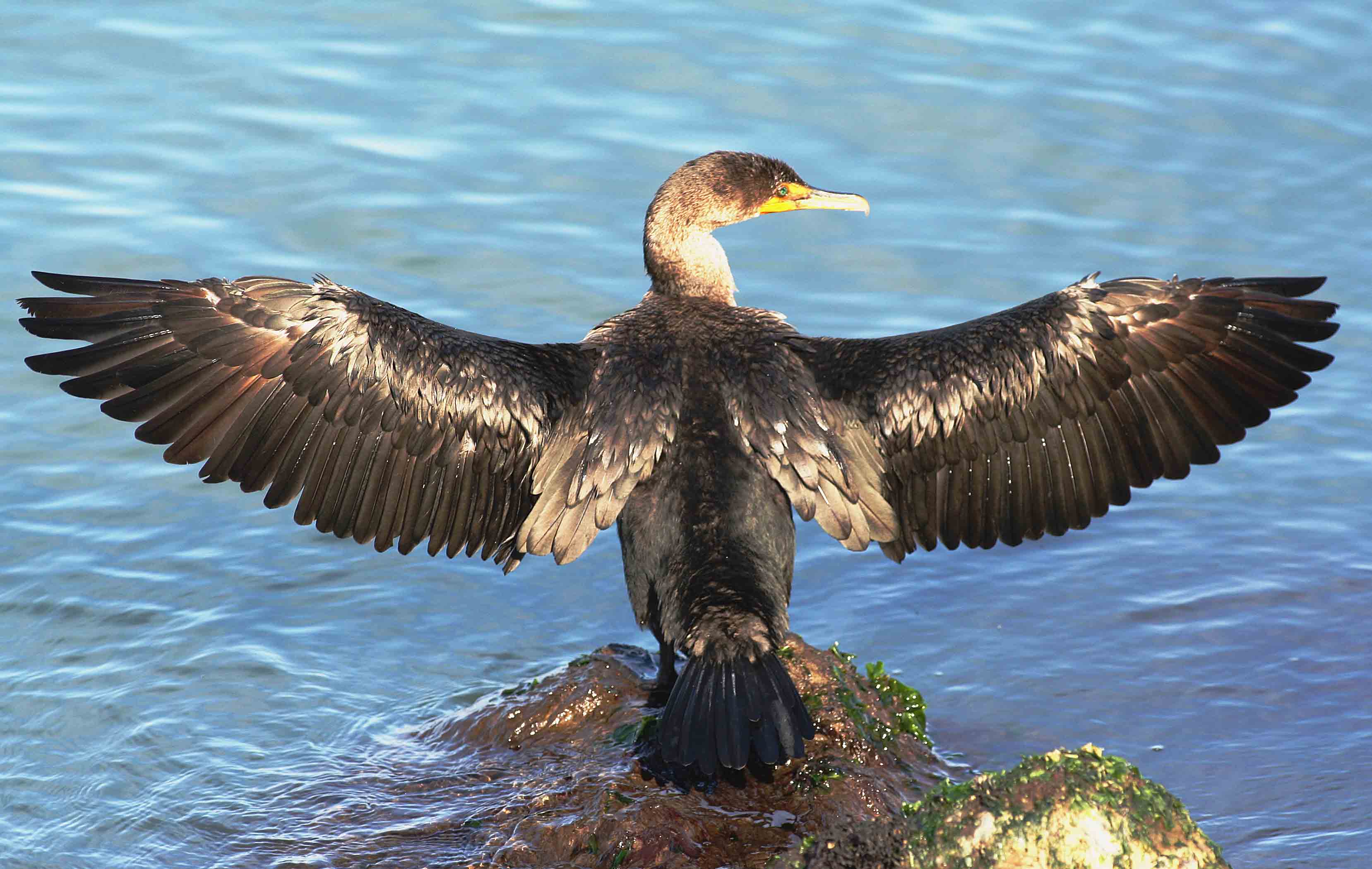 Double Breasted Cormorant