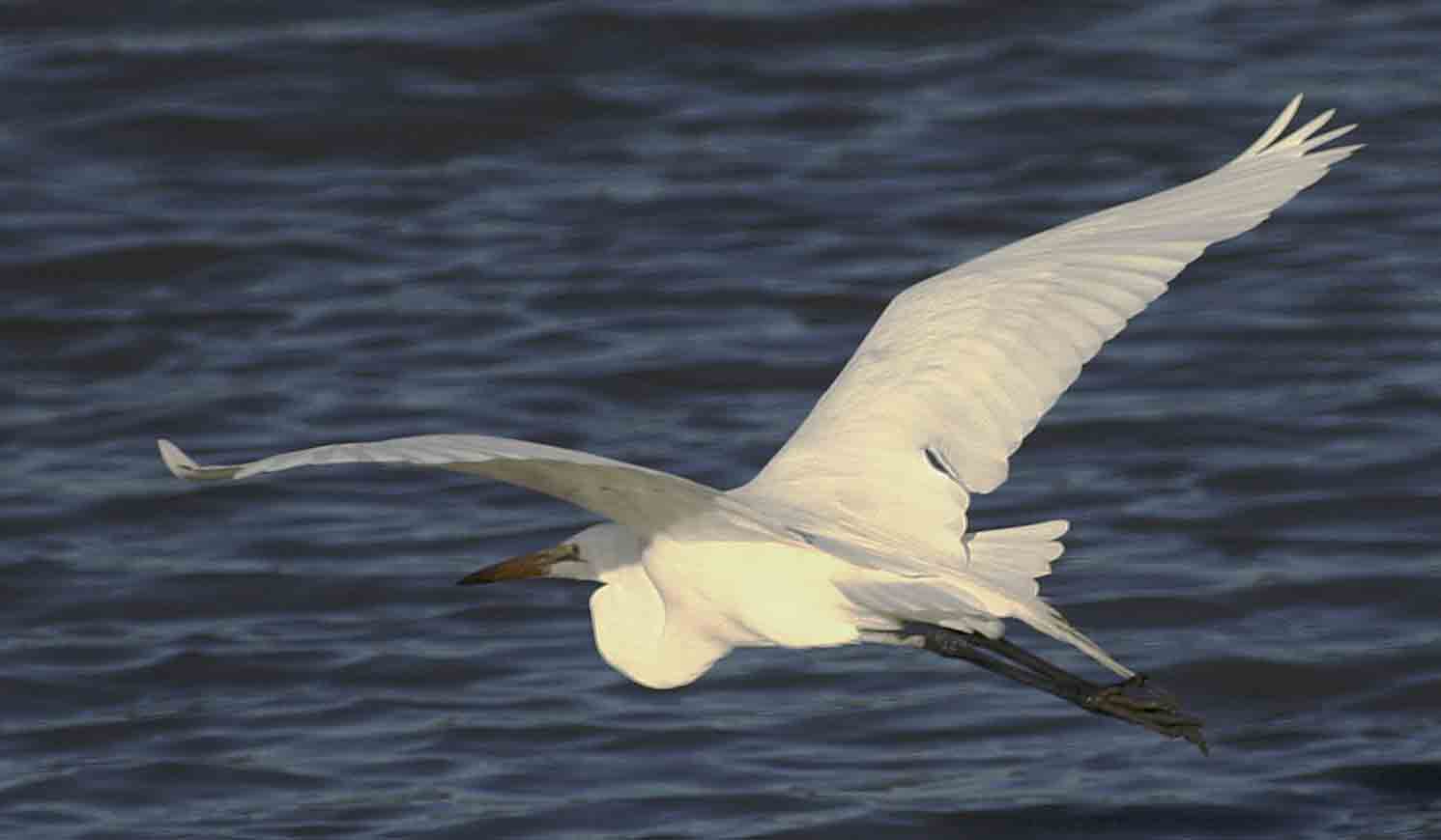 egret flying