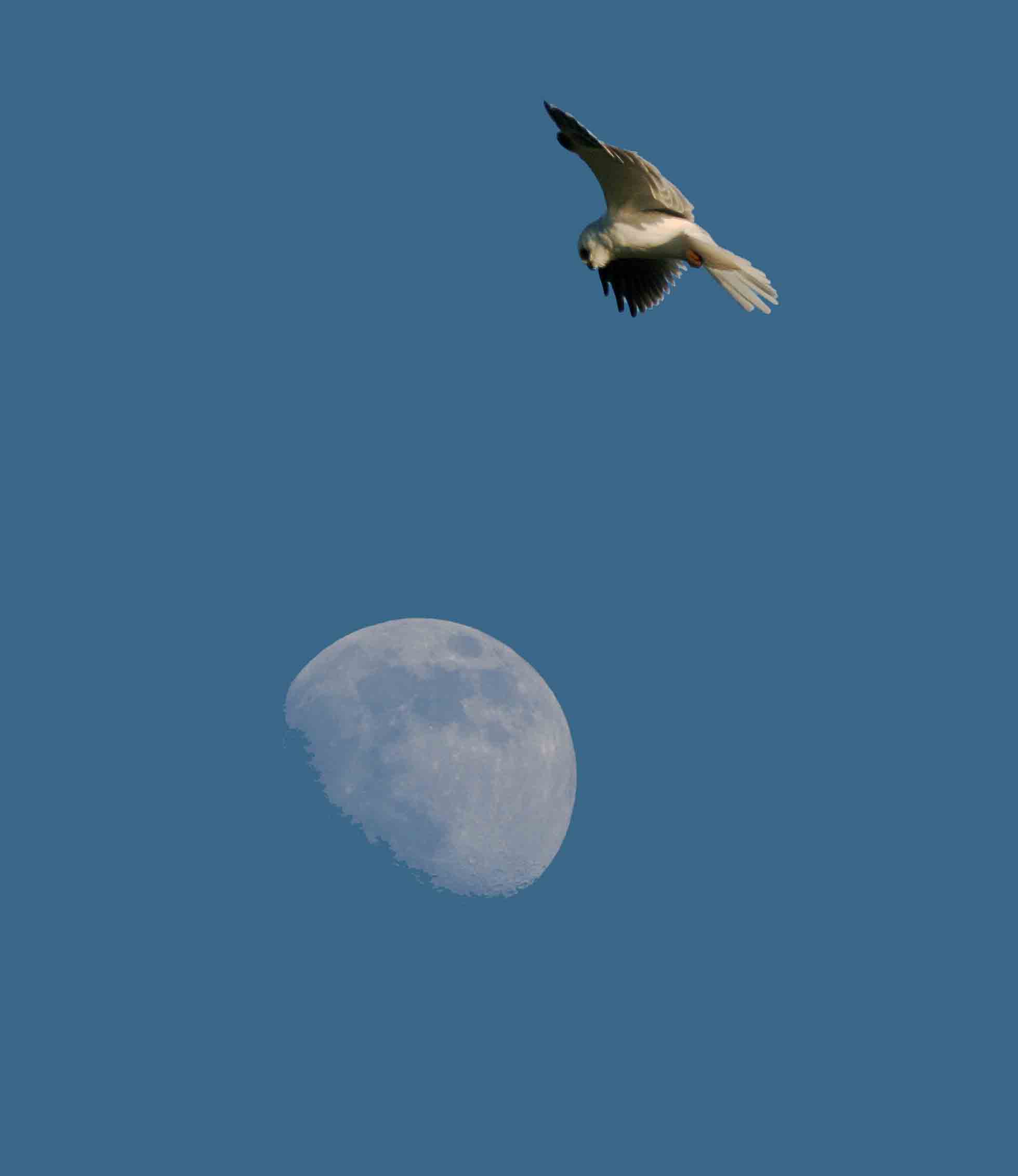 white tail kite