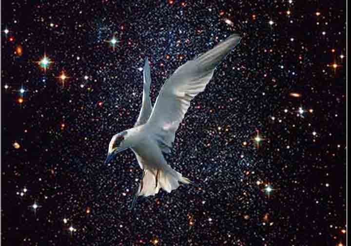 High Flying Tern