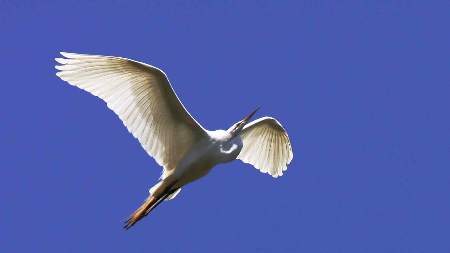 Egret Ascending