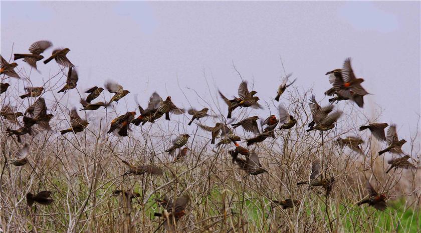 finches