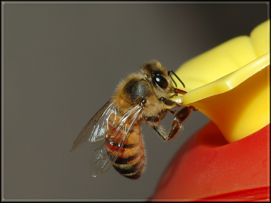 Nectar stealing