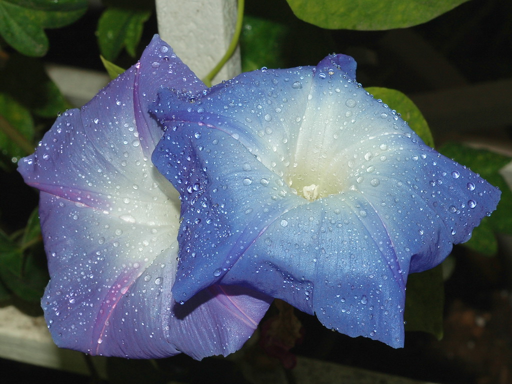 Rain drops